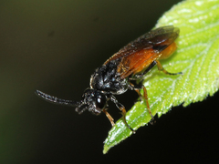Argidae