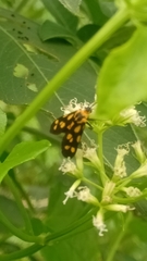 Lepidoptera