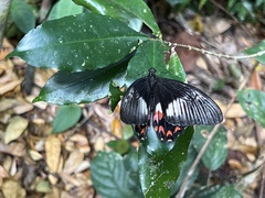 Papilio ambrax