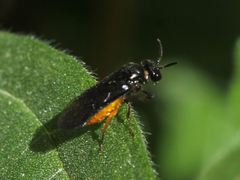 Sterictiphora