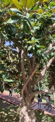 Magnolia