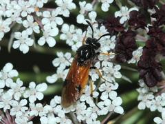 Arge melanochra