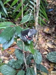 Papilio ambrax
