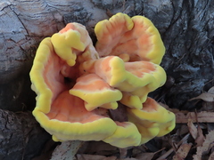 Laetiporus gilbertsonii