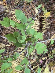 Crataegus chrysocarpa