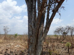 Strychnos madagascariensis