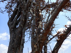 Strychnos madagascariensis