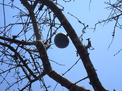 Strychnos madagascariensis