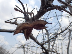 Sterculia appendiculata