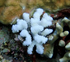 Pocillopora