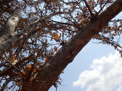 Strychnos madagascariensis