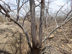 Sterculia appendiculata