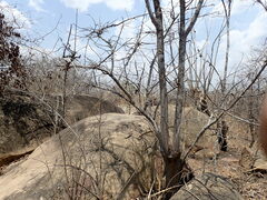 Sterculia appendiculata