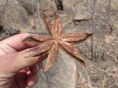 Sterculia appendiculata