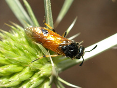 Arge melanochra