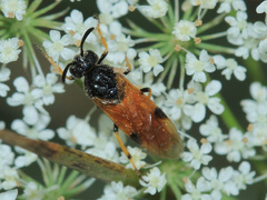 Arge melanochra