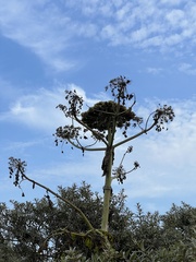 Heracleum mantegazzianum