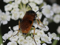 Arge melanochra