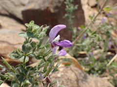 Image of Brillantaisia pubescens