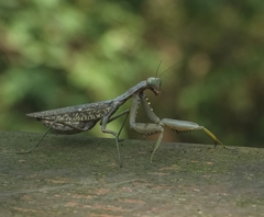 Hierodula patellifera