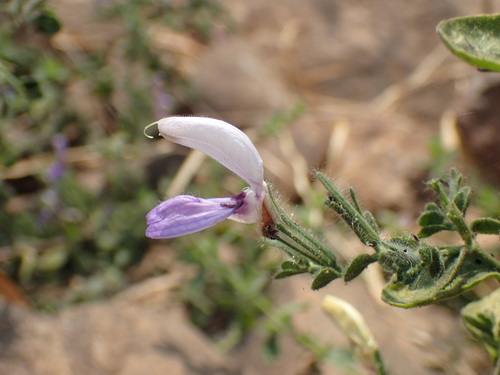 Brillantaisia pubescens image