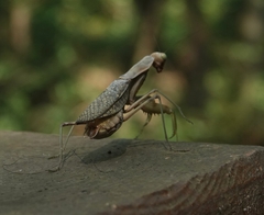 Hierodula patellifera