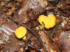 Cantharellus cibarius