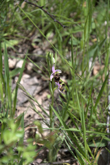 Ophrys