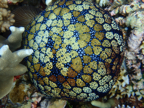 Photo of Cushion sea star (Culcita novaeguineae)