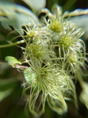 Clematis virginiana