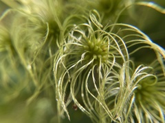 Clematis virginiana