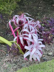 Crinum × amabile