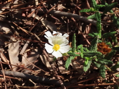 Cistus psilosepalus