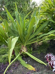 Crinum × amabile
