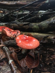Russula