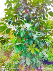 Syzygium aromaticum