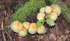 Hypholoma