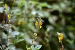Crotalaria pallida