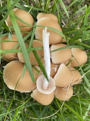 Candolleomyces candolleanus