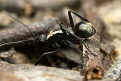 Polyrhachis ammon
