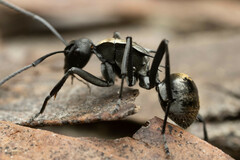 Polyrhachis ammon