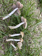 Candolleomyces candolleanus