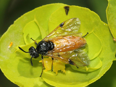Arge melanochra