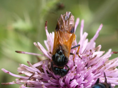 Arge melanochra