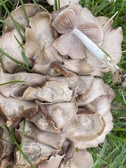 Candolleomyces candolleanus