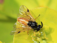 Arge melanochra