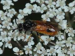 Arge melanochra