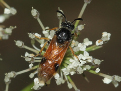 Arge melanochra