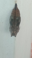 Doleschallia bisaltide