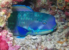 Chlorurus microrhinos